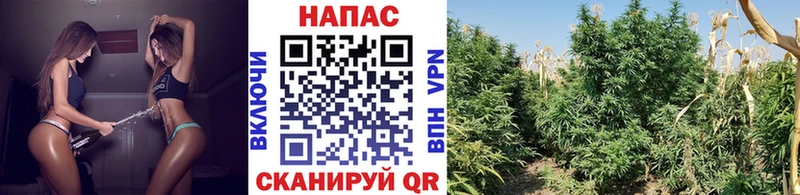 Каннабис Amnesia  mega ссылка  Когалым  сколько стоит 